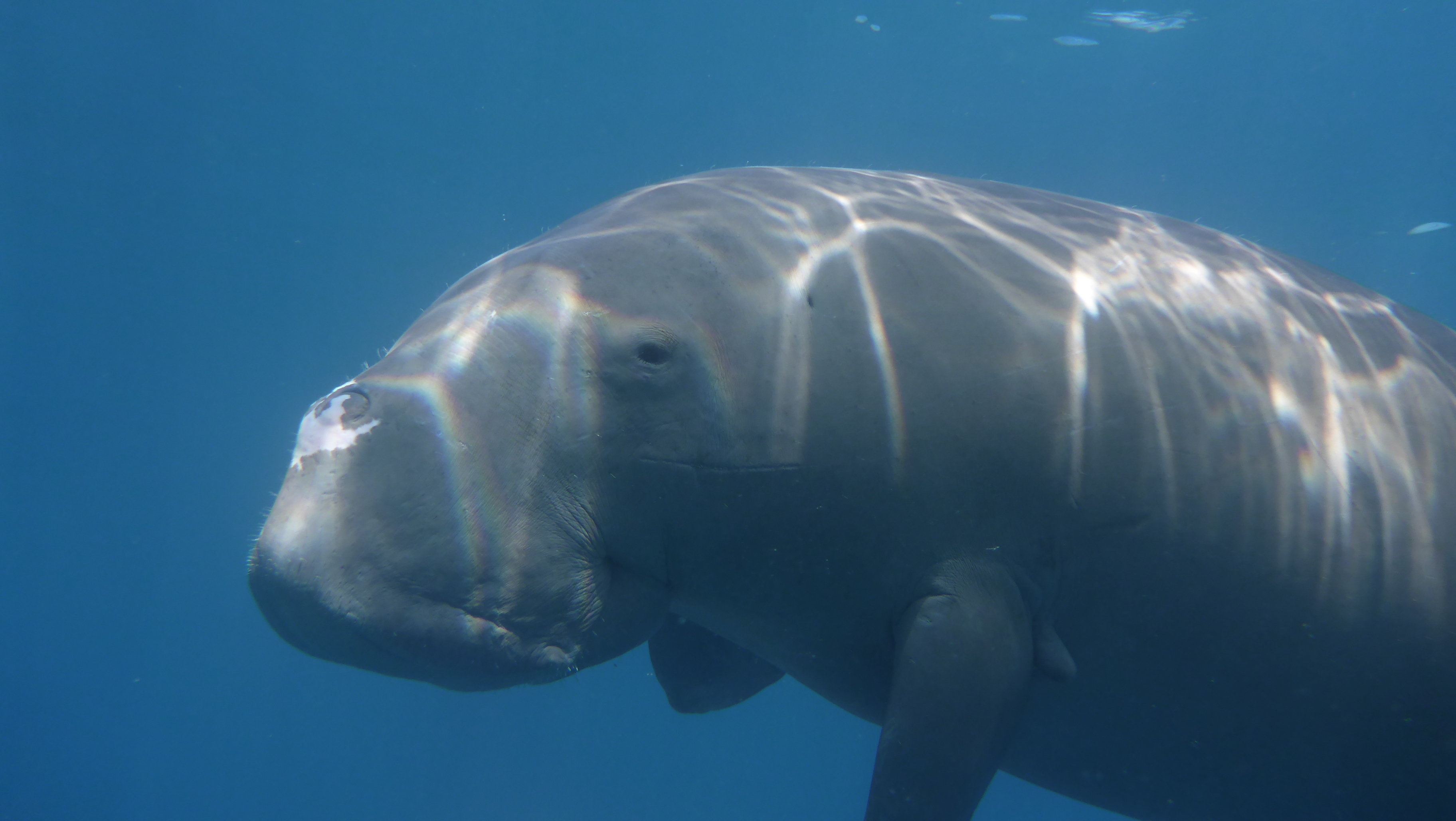 Dugong copy