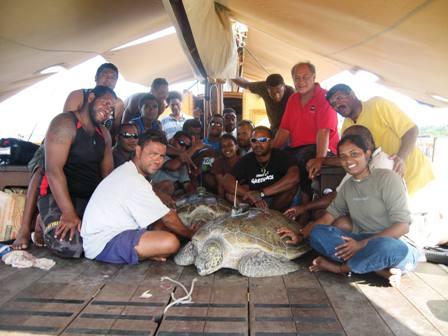 Fiji Turtle