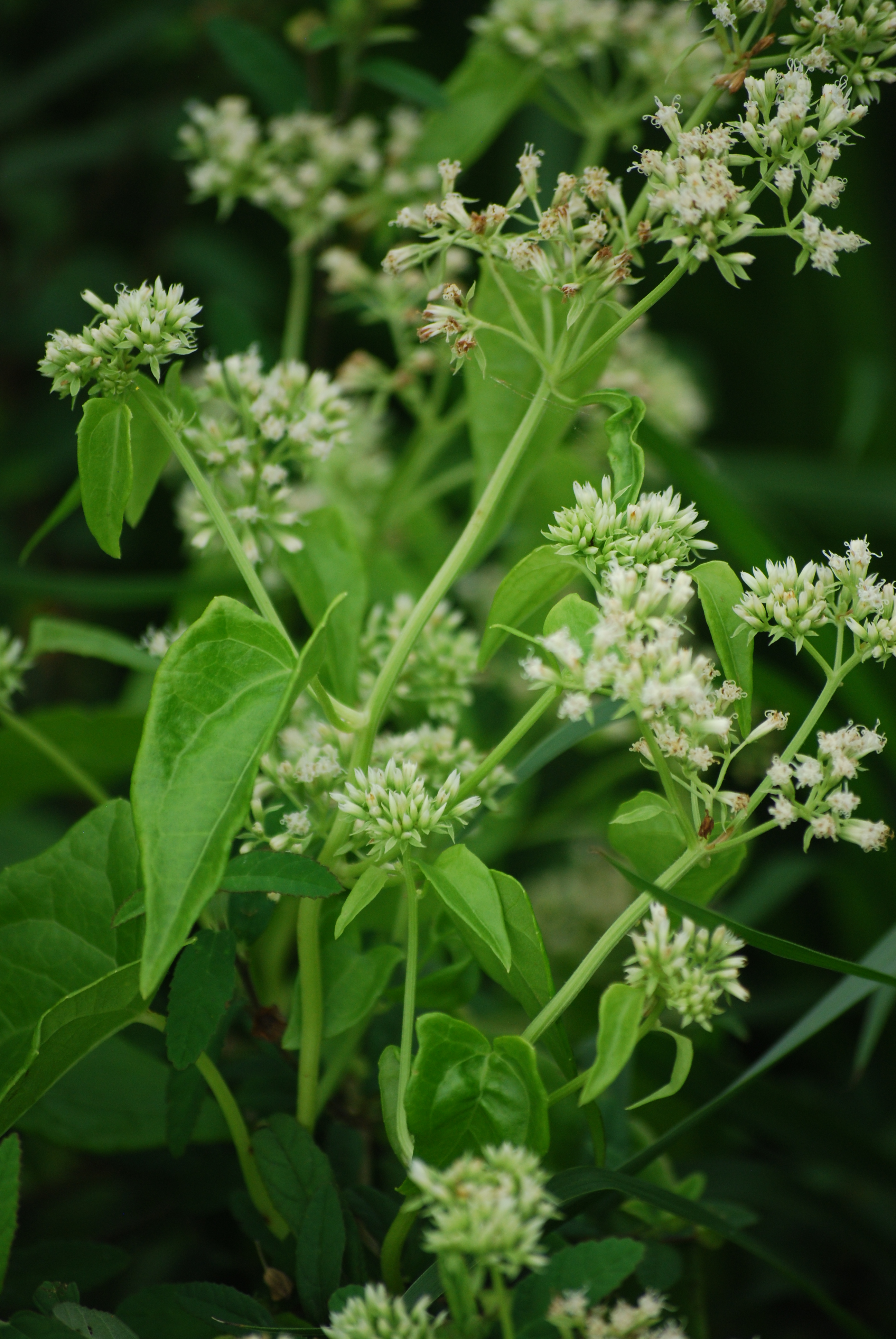 Mikania-micrantha