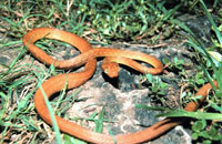 treesnake