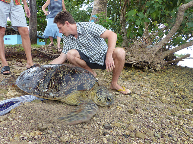 turtle web 2