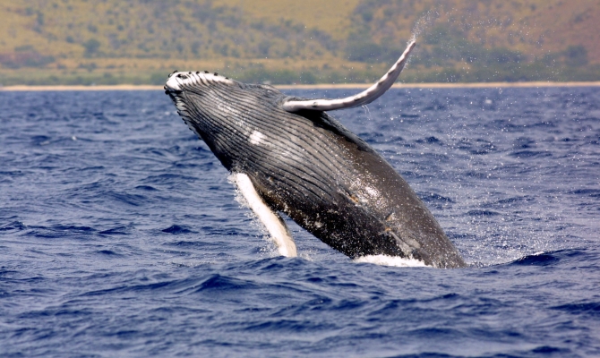 Humpback whale