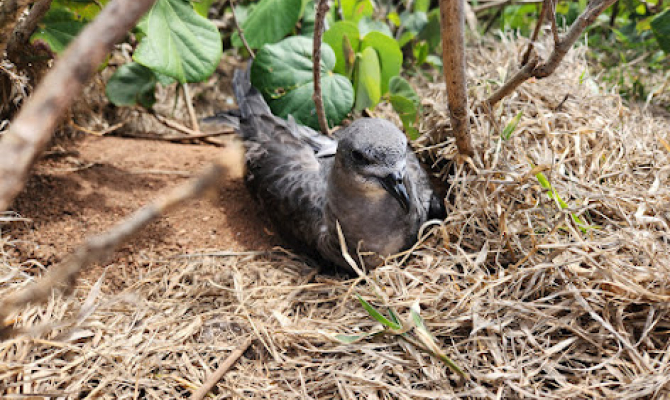 Invasives Ha'apai
