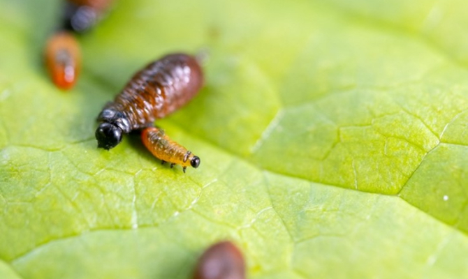 A natural enemy of the air potato