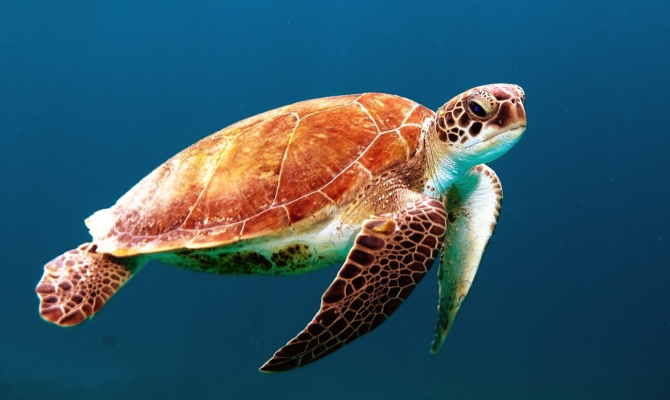 Turtle