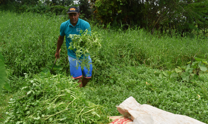 Sustainable watercress farming