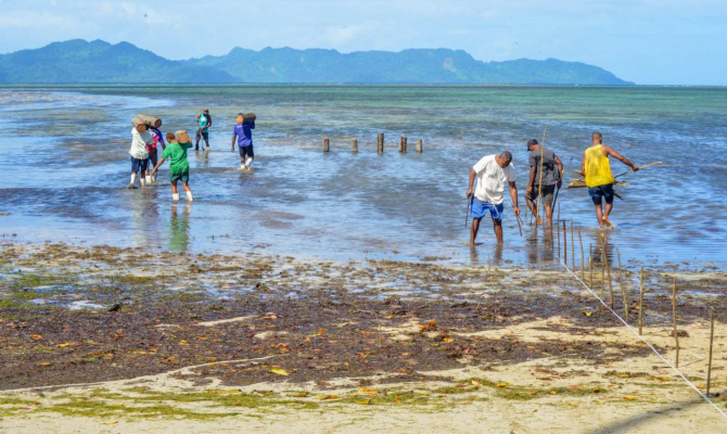 Mangrove replanting Navakacoa