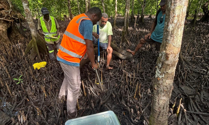 Survey on status of blue carbon in the Pacific 