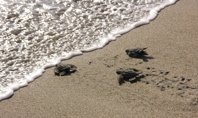 Turtles conservation in the Pacific.