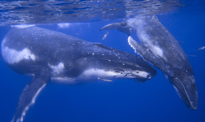 Pacific whale