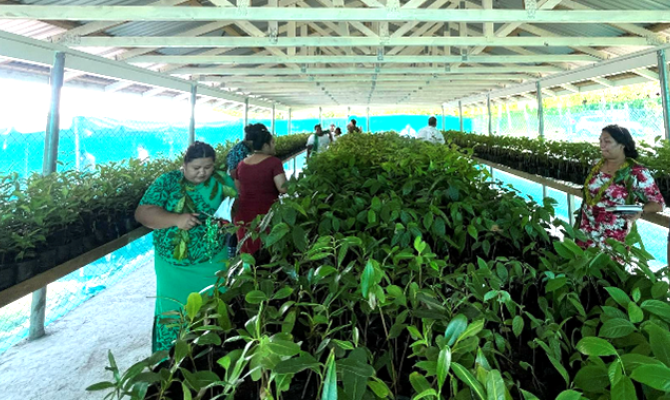 Maota nursery