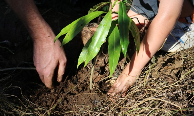 Planting trees