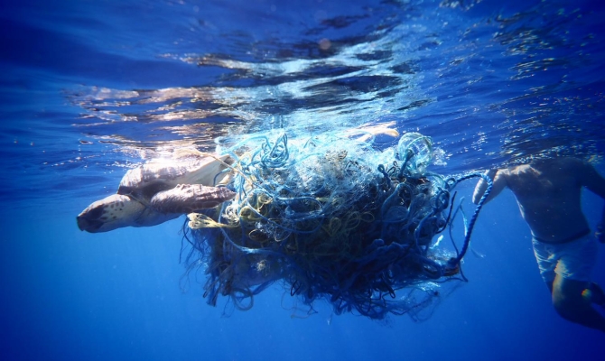 Dolphin entanglement