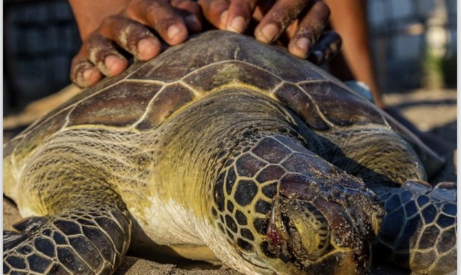Turtles report 
