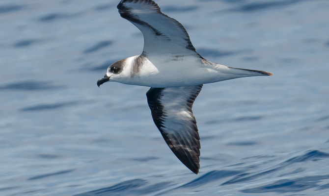 Vanuatu Petrel Pterodroma occulata