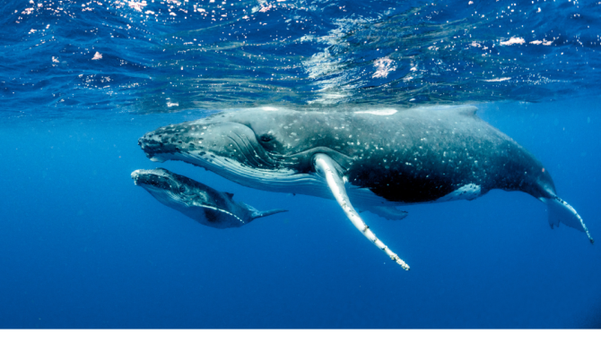 Mother and baby whale 
