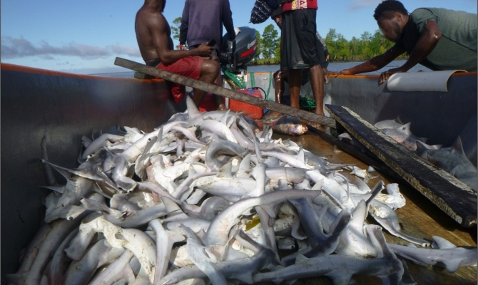 fishmaw work SPREP PNG