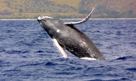 Humpback whale