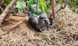 Invasives Ha'apai
