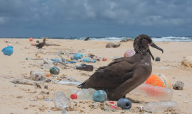 The plastic pollution problem in Samoa 
