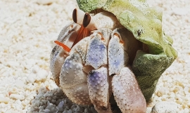 Crabs! 