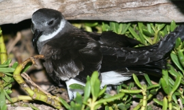 Phoenix Petrel (Te Ruru) over Namroona. Photo: Ray Pierce