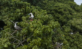 Seabirds are increasing in numbers