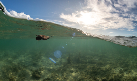 Turtle 