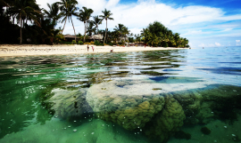 Healthy reefs. Photo: D. McFadzien
