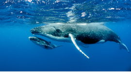 Mother and baby whale 