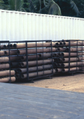 coconut tree timber - drying stages