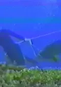 Cyanding-Reef