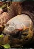 Nesting-Verge-Extinction