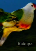kakerori