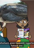 Tuki and the turtle