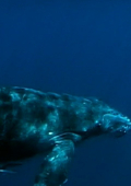 An image of a whale in deep blue water