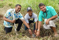 Tree planting