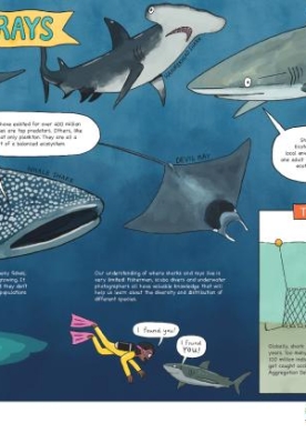 sharks-rays-poster