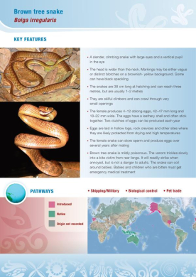 Brown-tree-snake