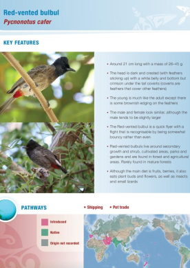 Bulbul