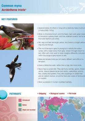 Common_myna