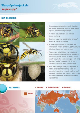 vespula