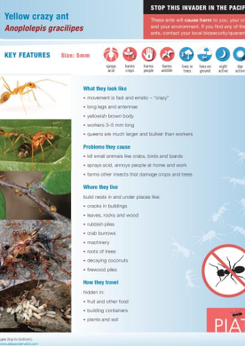 yellow crazy ant