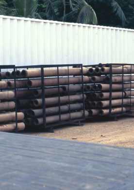 coconut tree timber - drying stages