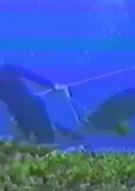 Cyanding-Reef