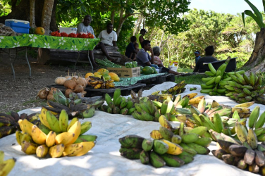 Around 40 officials from 14 Pacific Island countries complete intensive PICASO training in Fiji, sharpening the seasonal forecasts that farmers, water managers and disaster responders across the region depend on