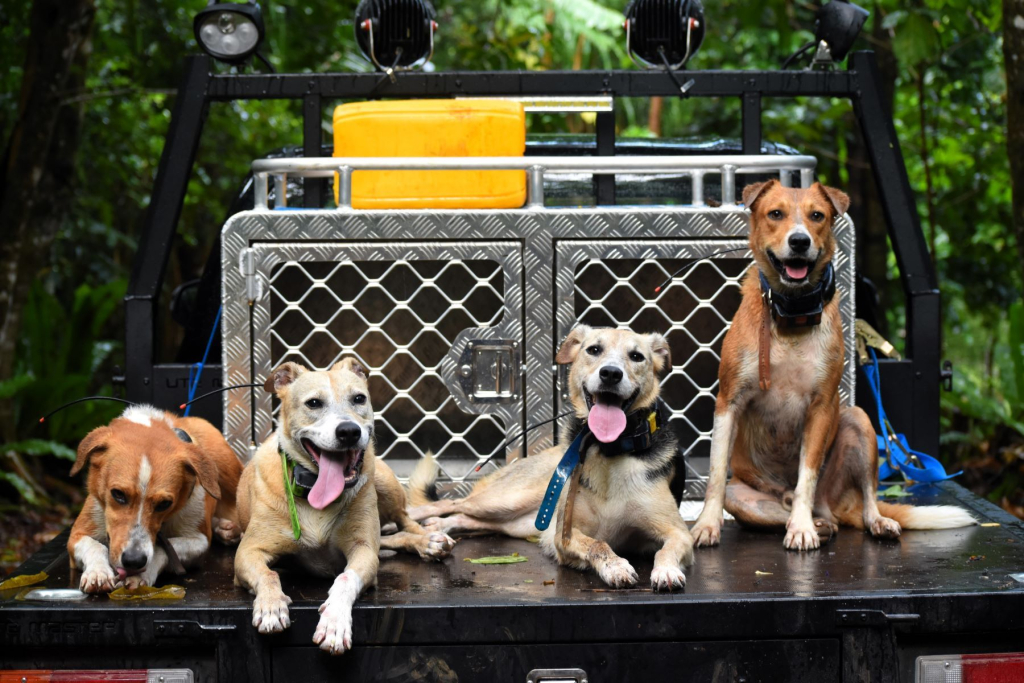 Niue dogs