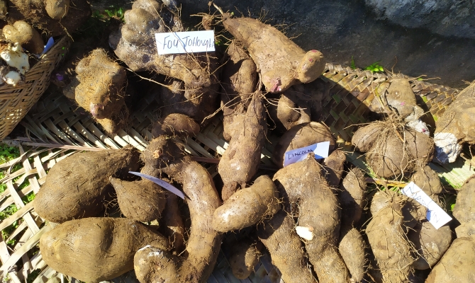 Yam